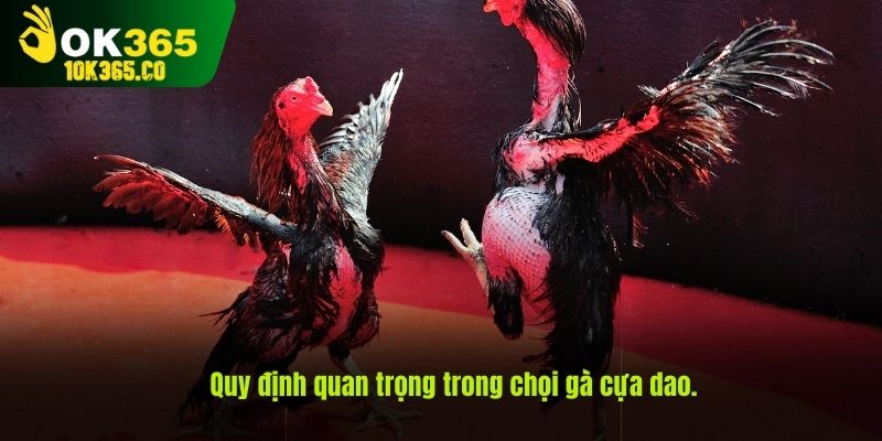 Quy định quan trọng trong chọi gà cựa dao.