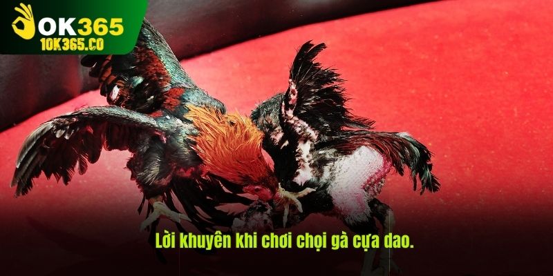 Lời khuyên khi chơi chọi gà cựa dao.